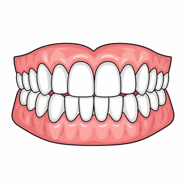 Detaylı karikatür çizimi, diş eti ve diş eti için ideal, pembe diş etlerinde tam bir insan dişi setini gösteriyor..