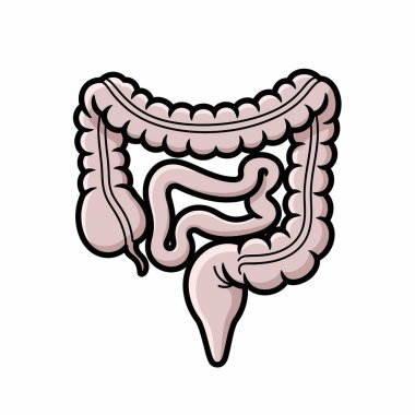 İnsan bağırsağının ve bağırsaklarının detaylı çizimi sindirim sisteminin anatomisini net ve bilgilendirici bir şekilde gösteriyor..