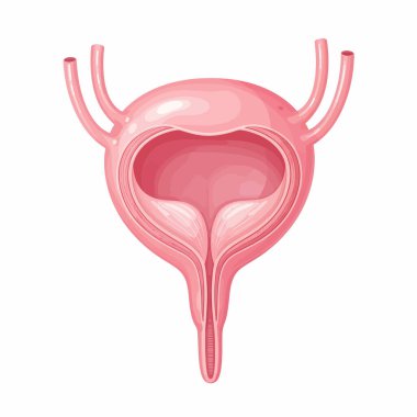 İnsan mesanesinin detaylı anatomik çizimi, yapısını ve üreterler ve üretrayla olan bağlantısını gösteriyor..