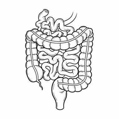 İnsan sindirim sisteminin detaylı siyah-beyaz çizimi, kalın bağırsak, ince bağırsak ve ince bağırsak, anatomik yapı sergileniyor..