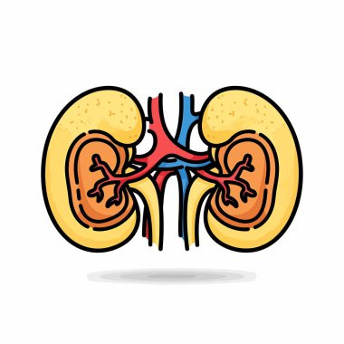 İnsan böbreklerinin ayrıntılı karikatür tarzı çizimi, renal arterleri ve damarları göstermesi, temiz beyaz bir arkaplan üzerine kurulmuş..