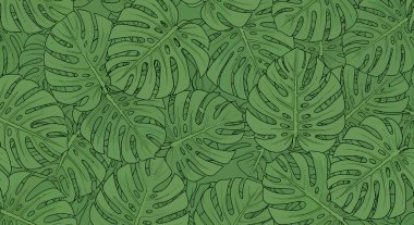 Üstüste binen Monstera yapraklarının detaylı bir örneği. Benzersiz çitlerini ve belirgin damarlarını koyu çizgilerle gösteriyorlar..