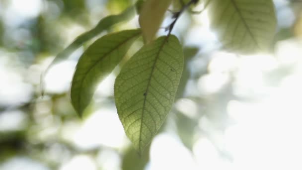 Rayos del sol a través de las hojas de los árboles — Vídeos de Stock