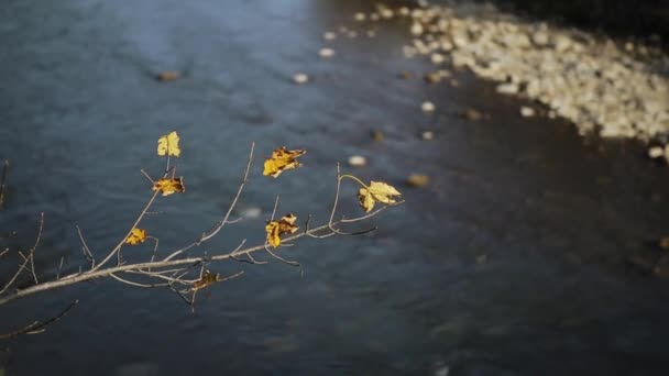 View Mountain River Stones Rocks Mountain River Flow — Stock Video