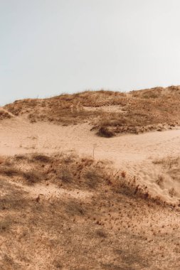 Çöl manzarası, kuru otlar ve sarı kum.