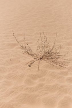 Çöl manzarası, kuru otlar ve sarı kum.