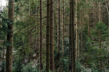 Dağlardaki ormanın manzarası. Yosun kaplı kayalar ve ağaç gövdeleri.