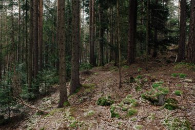 Dağlardaki ormanın manzarası. Yosun kaplı kayalar ve ağaç gövdeleri.