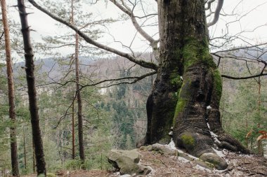Dağlardaki ormanın manzarası. Yosun kaplı kayalar ve ağaç gövdeleri.