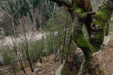 Dağlardaki ormanın manzarası. Yosun kaplı kayalar ve ağaç gövdeleri.