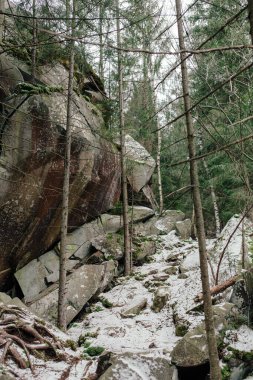 Dağlardaki ormanın manzarası. Yosun kaplı kayalar ve ağaç gövdeleri.