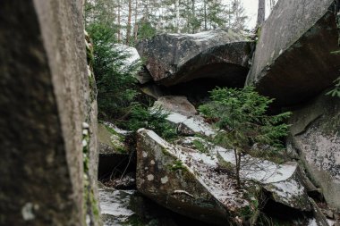 Kışın ormandaki ağaçların arasında kayalar ve yosunlar