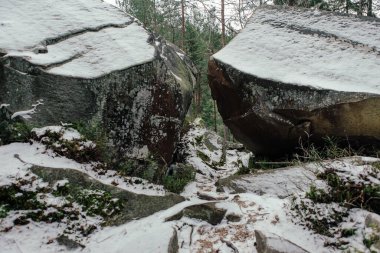 Kışın ormandaki ağaçların arasında kayalar ve yosunlar