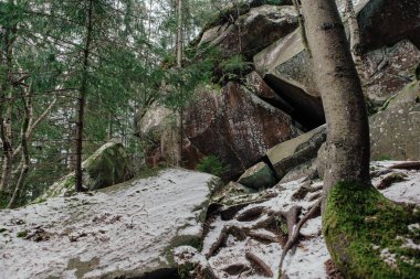 Kışın ormandaki ağaçların arasında kayalar ve yosunlar