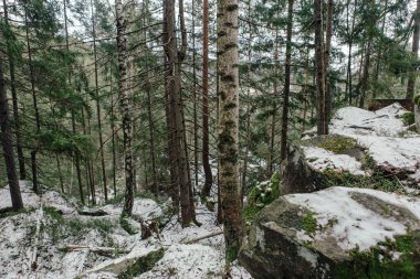 Dağlardaki ormanın manzarası. Yosun kaplı kayalar ve ağaç gövdeleri.