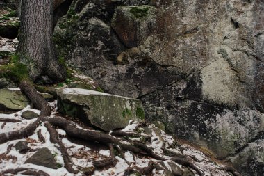 Kışın ormandaki ağaçların arasında kayalar ve yosunlar