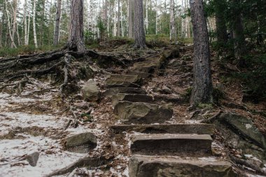 Kışın ormandaki ağaçların arasında kayalar ve yosunlar