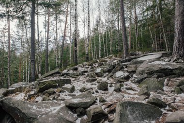 Dağlardaki ormanın manzarası. Yosun kaplı kayalar ve ağaç gövdeleri.