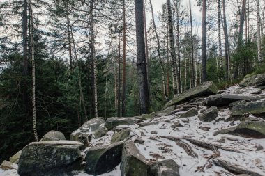 Dağlardaki ormanın manzarası. Yosun kaplı kayalar ve ağaç gövdeleri.