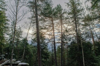 Dağlardaki ormanın manzarası. Yosun kaplı kayalar ve ağaç gövdeleri.
