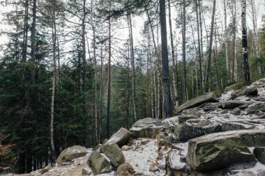 Dağlardaki ormanın manzarası. Yosun kaplı kayalar ve ağaç gövdeleri.