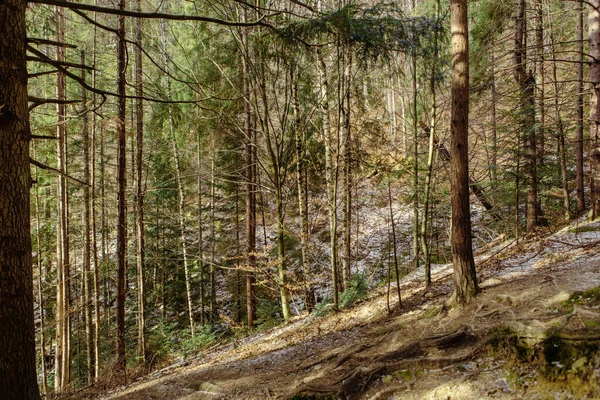 Пейзаж Лісі Горах Скелі Стовбури Дерев Покриті Мохом — стокове фото