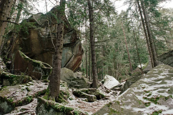 Пейзаж Лісі Горах Скелі Стовбури Дерев Покриті Мохом — стокове фото