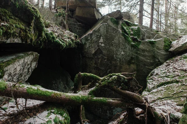 Pedras Musgo Entre Árvores Floresta Inverno — Fotografia de Stock