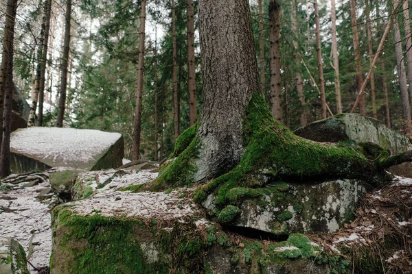 Pedras Musgo Entre Árvores Floresta Inverno — Fotografia de Stock