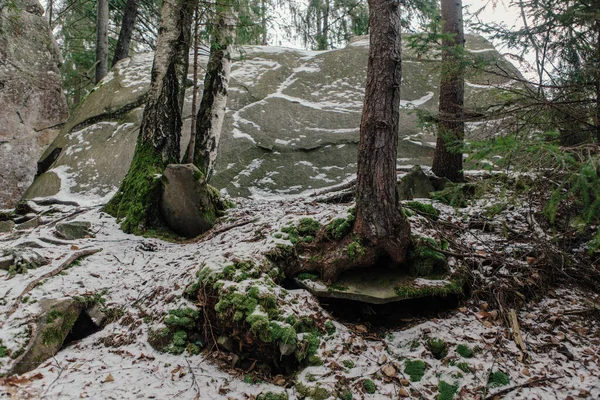 Kışın ormandaki ağaçların arasında kayalar ve yosunlar