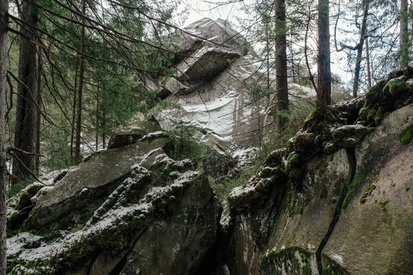 나무들 사이에 바위와 — 스톡 사진