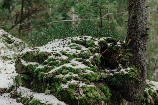 Sziklák Moha Fák Között Téli Erdőben — Stock Fotó
