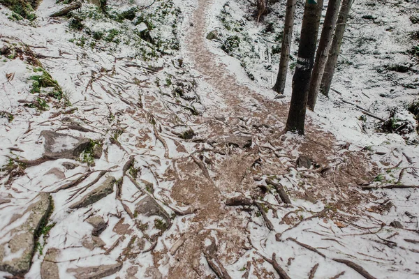 Скелі Мох Серед Дерев Зимовому Лісі — стокове фото