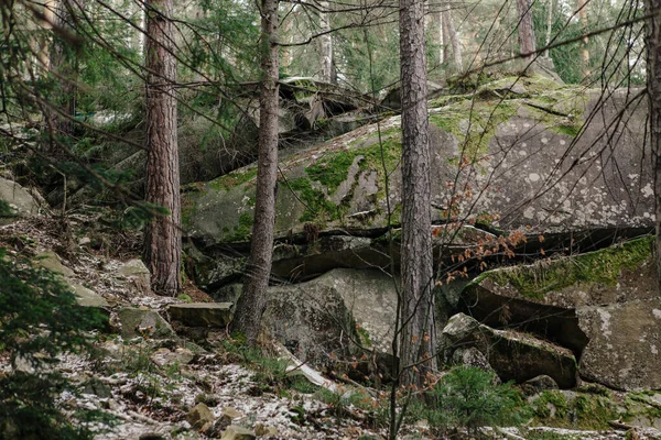 Kışın ormandaki ağaçların arasında kayalar ve yosunlar