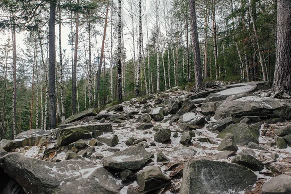 Dağlardaki ormanın manzarası. Yosun kaplı kayalar ve ağaç gövdeleri.