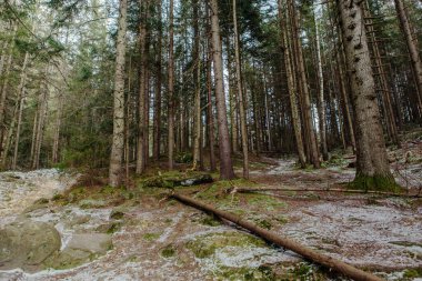 Dağlardaki ormanın manzarası. Yosun kaplı kayalar ve ağaç gövdeleri.
