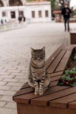 Güzel ve sevimli İstanbul sokak kedisi.