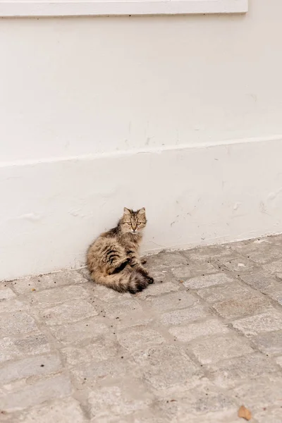 Мбаппе Симпатичная Стамбульская Уличная Кошка — стоковое фото