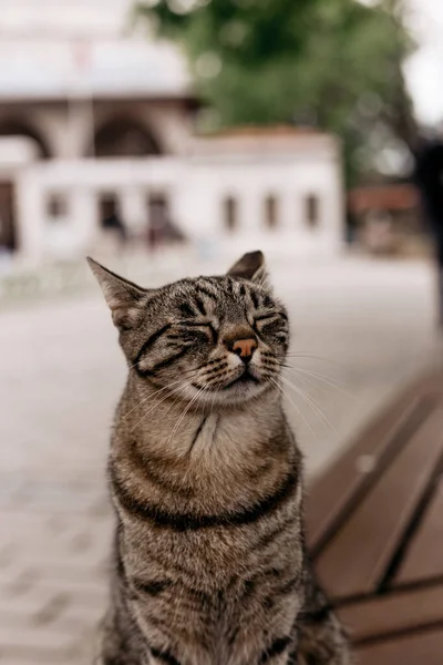 아름답고 귀여운 불거리 고양이 — 스톡 사진