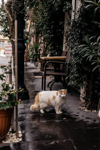 Hermoso Lindo Istanbul Street Cat —  Fotos de Stock