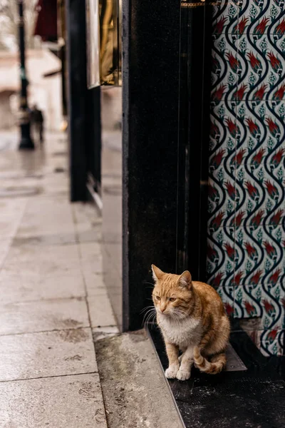 Hermoso Lindo Istanbul Street Cat —  Fotos de Stock