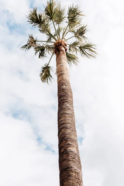 야자나무에 하늘을 줄기가 — 스톡 사진