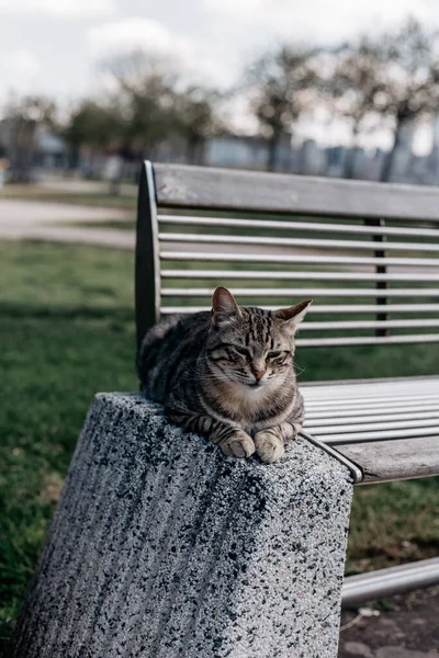 Hermoso Lindo Istanbul Street Cat — Foto de Stock