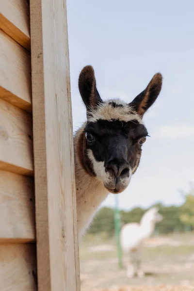 Όμορφη Alpacas Στο Πάρκο Μια Ηλιόλουστη Μέρα — Φωτογραφία Αρχείου