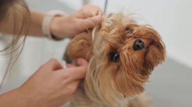 Güzel ve şirin Yorkshire teriyeri saç kurutma makinesi ve köpek tüyü ile tımar ediliyor ve kurutuluyor.