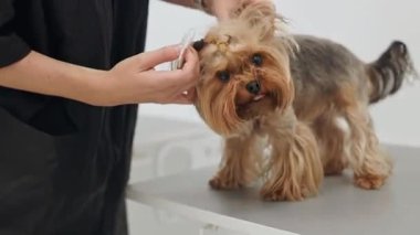 Güzel ve şirin Yorkshire teriyeri saç kurutma makinesi ve köpek tüyü ile tımar ediliyor ve kurutuluyor.