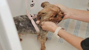 Güzel ve şirin Yorkshire teriyeri saç kurutma makinesi ve köpek tüyü ile tımar ediliyor ve kurutuluyor.