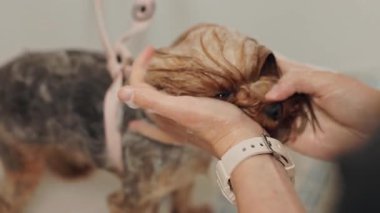 Güzel ve şirin Yorkshire teriyeri saç kurutma makinesi ve köpek tüyü ile tımar ediliyor ve kurutuluyor.