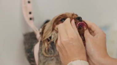 Güzel ve şirin Yorkshire teriyeri saç kurutma makinesi ve köpek tüyü ile tımar ediliyor ve kurutuluyor.