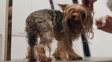 Güzel ve şirin Yorkshire teriyeri saç kurutma makinesi ve köpek tüyü ile tımar ediliyor ve kurutuluyor.